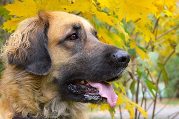 leonberger welpen