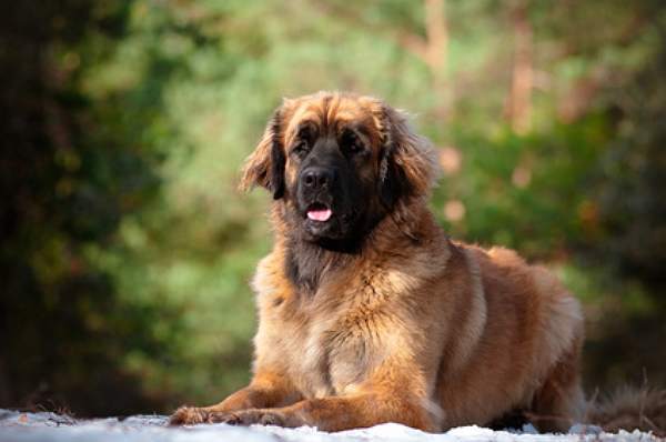 leonberger welpen