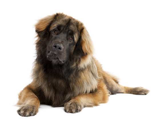 leonberger züchter