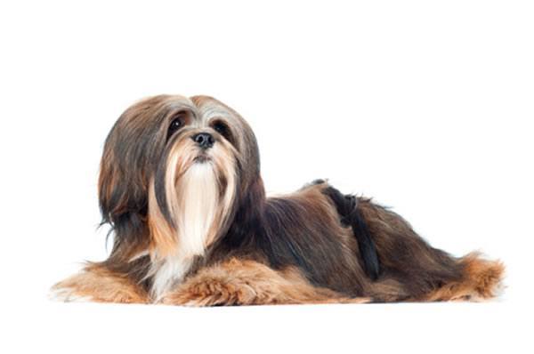 züchter lhasa apso