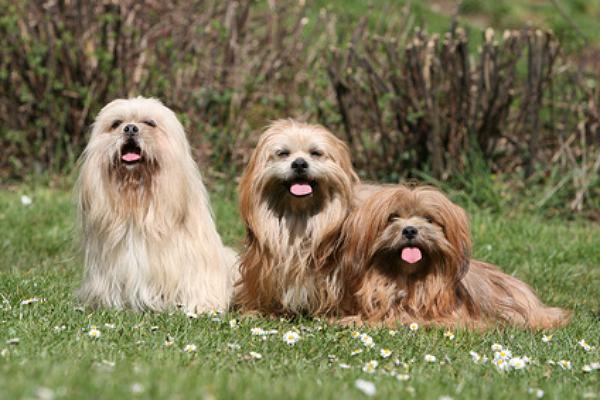 züchter lhasa apso