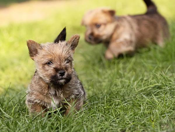 norwich terrier welpen