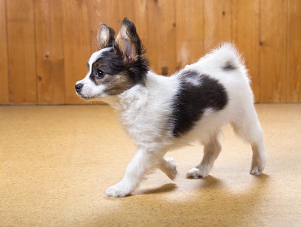 papillon welpen kaufen