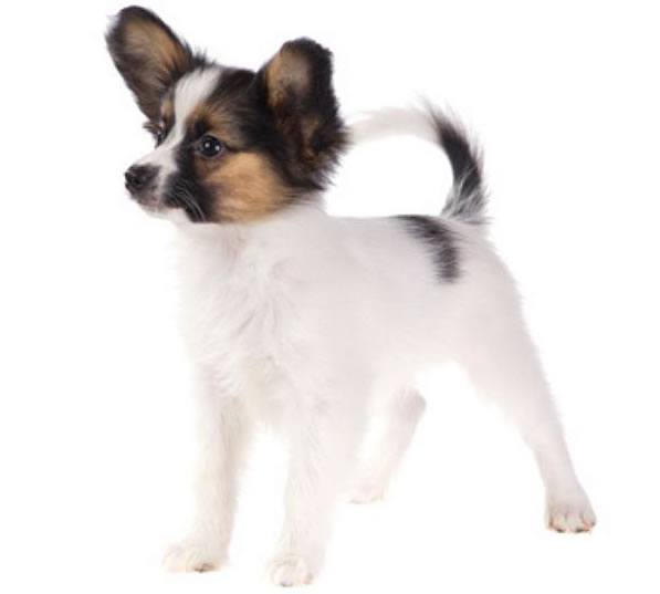 papillon welpe kaufen