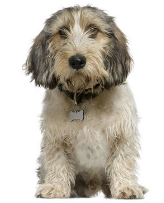 Petit Basset Griffon Vendéen 