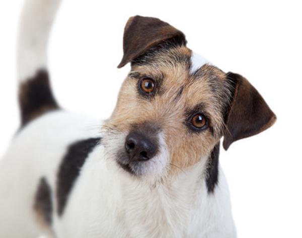 was kostet ein parson russell terrier