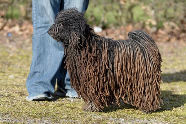 puli hund