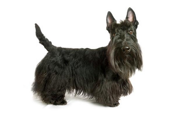 Scottish terrier züchter