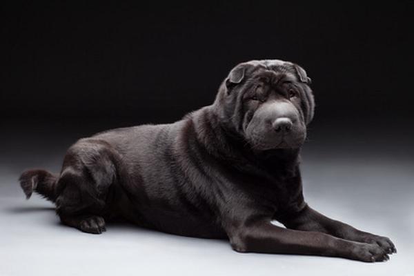 Shar Pei Faltenhund: Charakter, und Infos -