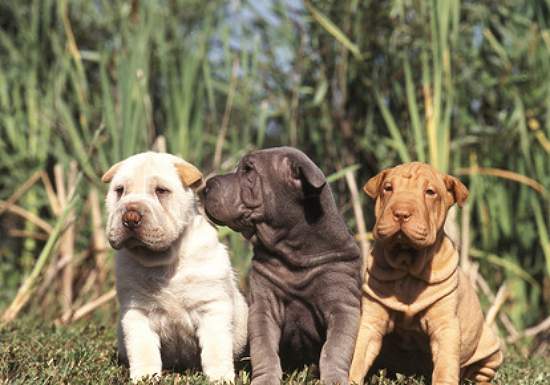 shar pei welpen in verschiedenen farben