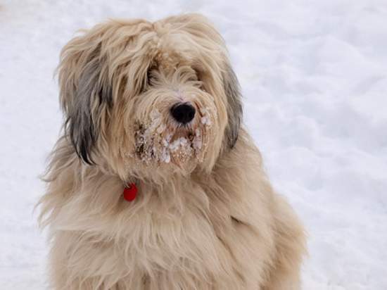 kosten tibet terrier