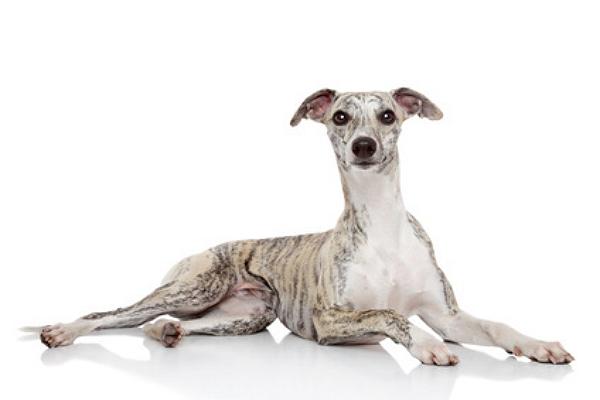 hunderasse whippet - kleiner windhund