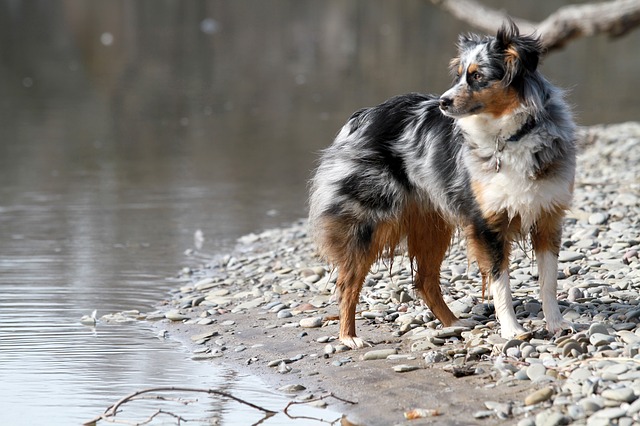 australian shepherd wesen und charakter