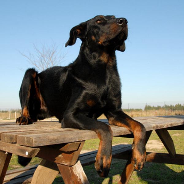 schutzhund beauceron