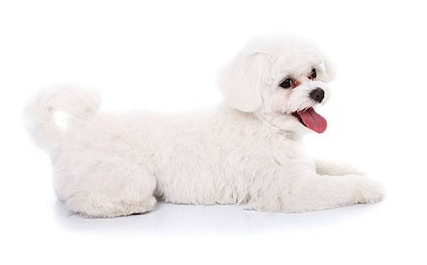 Bichon frisè Bichon Frise