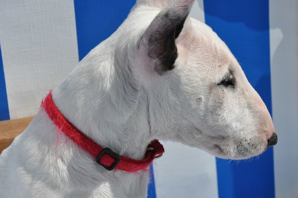 Bullterrier Bullterrier Welpe