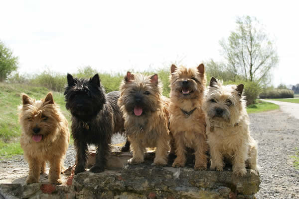 cairn terrier bilder