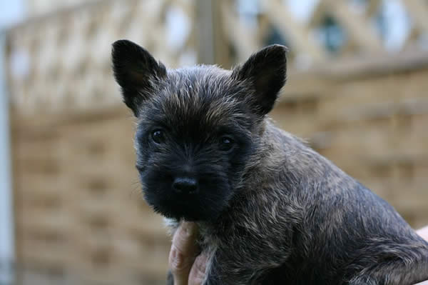 cairn terrier welpen