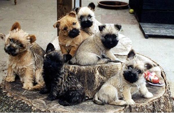 Cairn Terrier