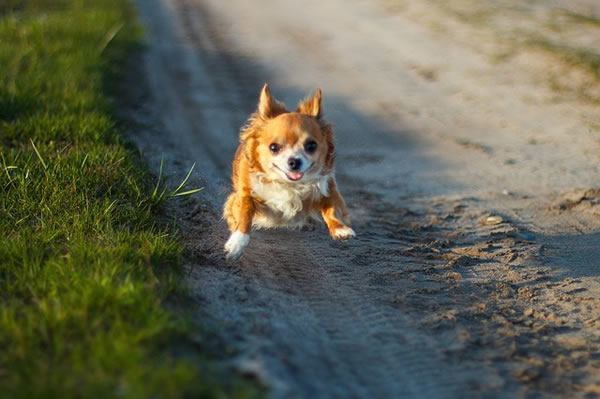 Hunderasse Chihuahua