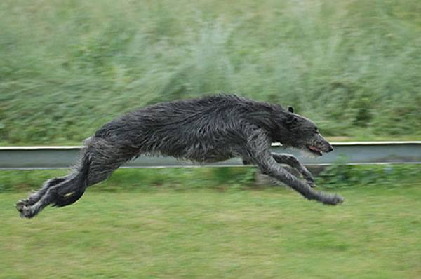 deerhound hunderassen