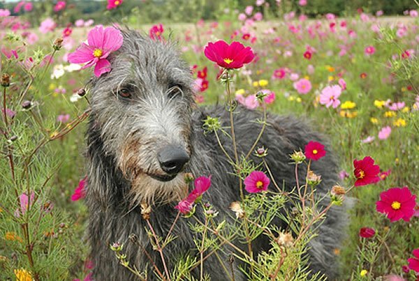 deerhound rassebeschreibung