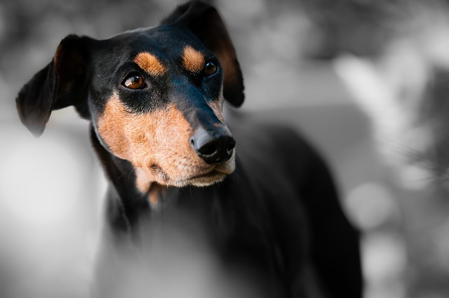 Deutscher Pinscher