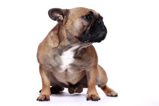 Französische Bulldogge Praxiswissen Hund PDF
