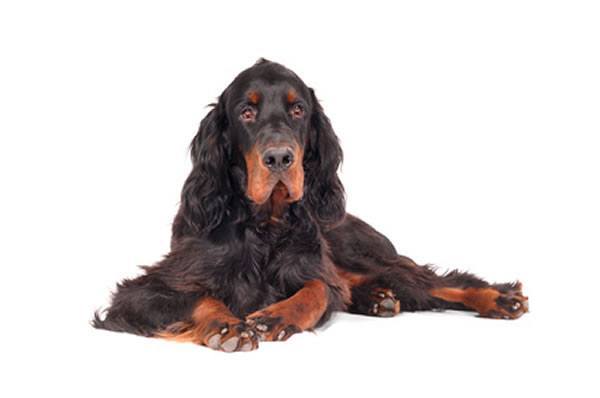 hunderasse gordon setter