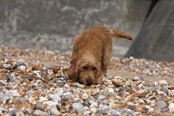 Griffon Fauve de Bretagne