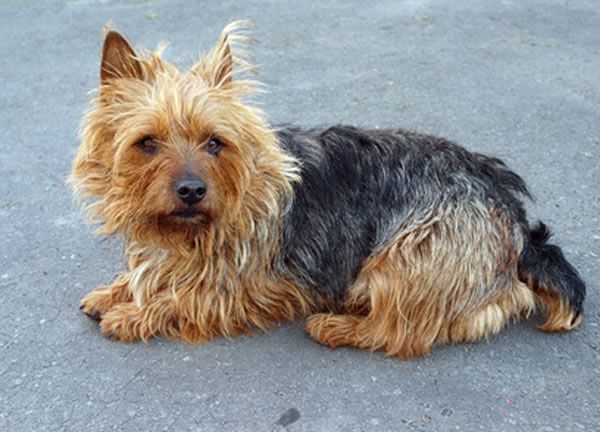 australian terrier welpen kaufen