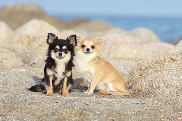 Chihuahuas 
