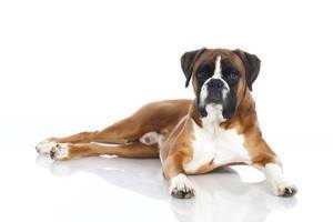 Deutscher Boxer