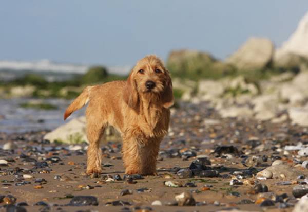 Griffon Fauve de Bretagne