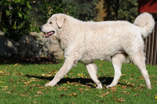 kuvasz charakter