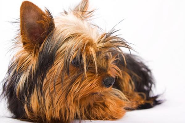 yorkshire terrier wie viel kilo