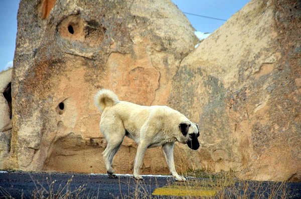 Hunderasse Kangal