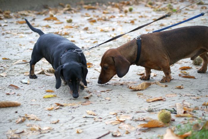 kleine dackel im wald