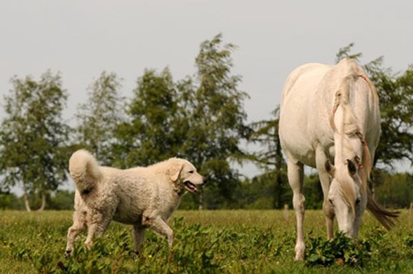 wann ist ein kuvasz ausgewachsen