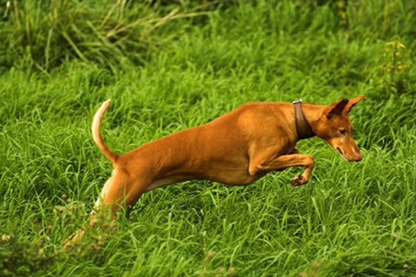 Podenco Ibicenco