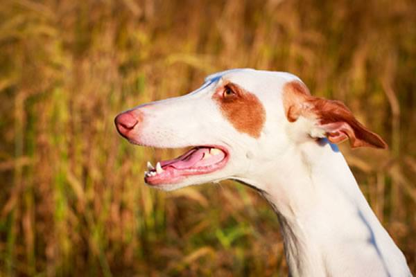 Ibizan Hound