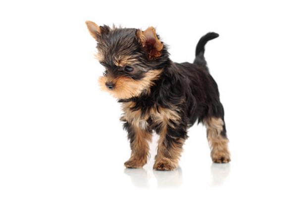 yorkshire terrier welpen kaufen