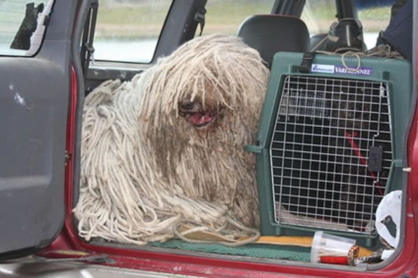 Hunderasse Komondor