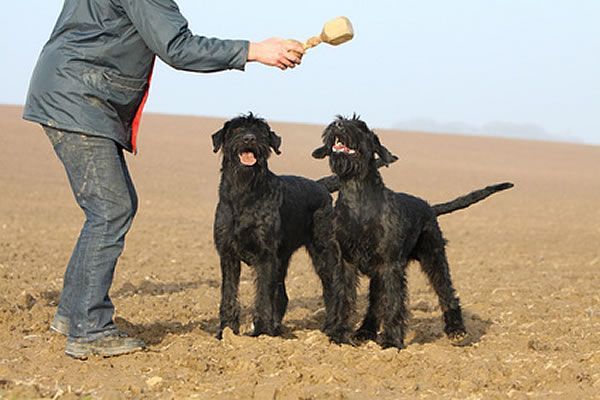 hunderasse riesenschnauzer