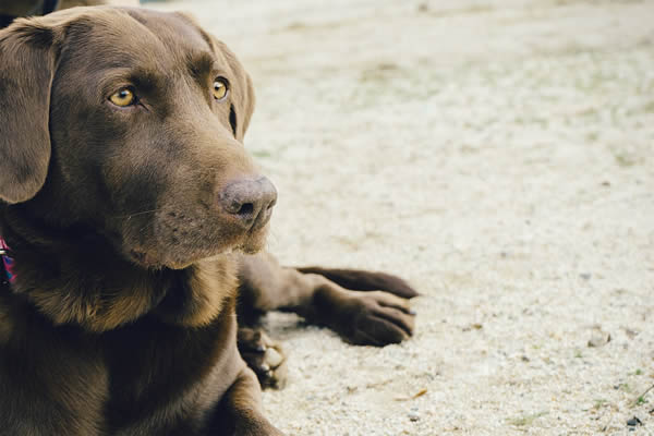 Hunderasse Labrador Retriever