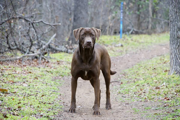 Hunderasse Labrador Retriever