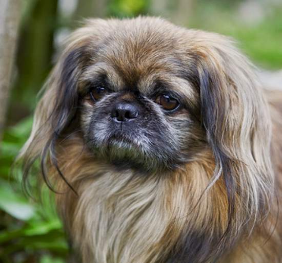 pekinese