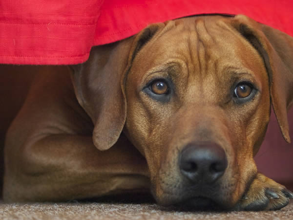 rhodesian ridgeback bild