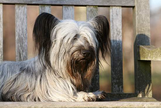 Skye Terrier Hunderassen