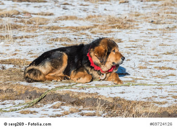 tibet dogge